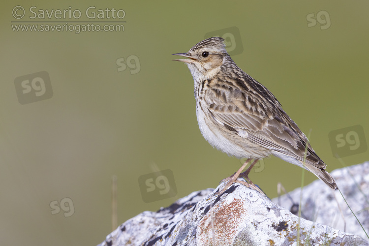 Woodlark