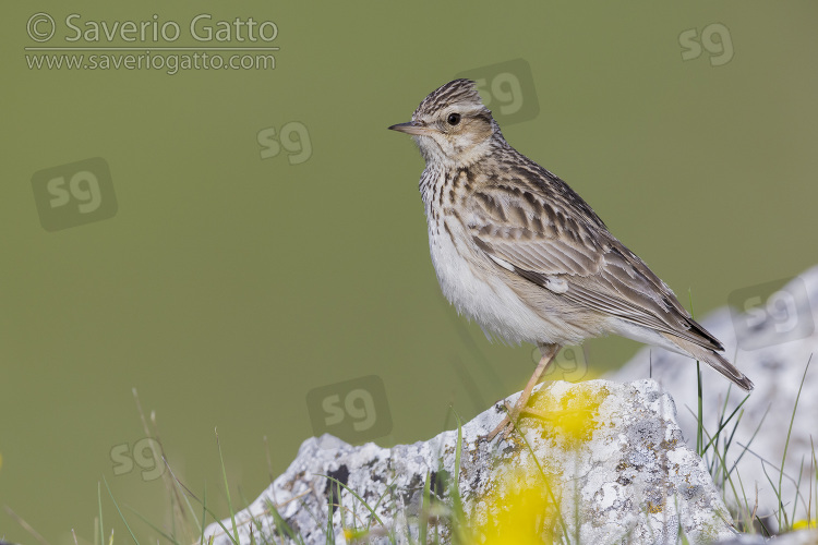 Woodlark