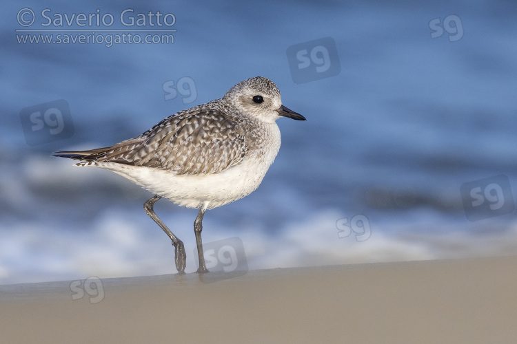 Grey Plover, side view of an individual standing on the shore