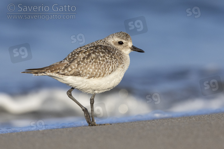 Grey Plover