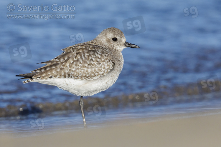 Grey Plover, side view of an adult in winter plumage standing on the shore