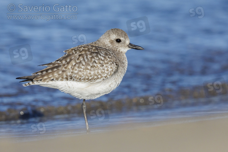 Grey Plover