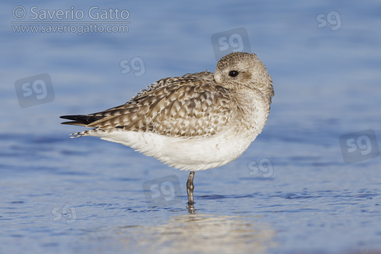 Grey Plover, side view of an adult in winter plumage resting on the shore