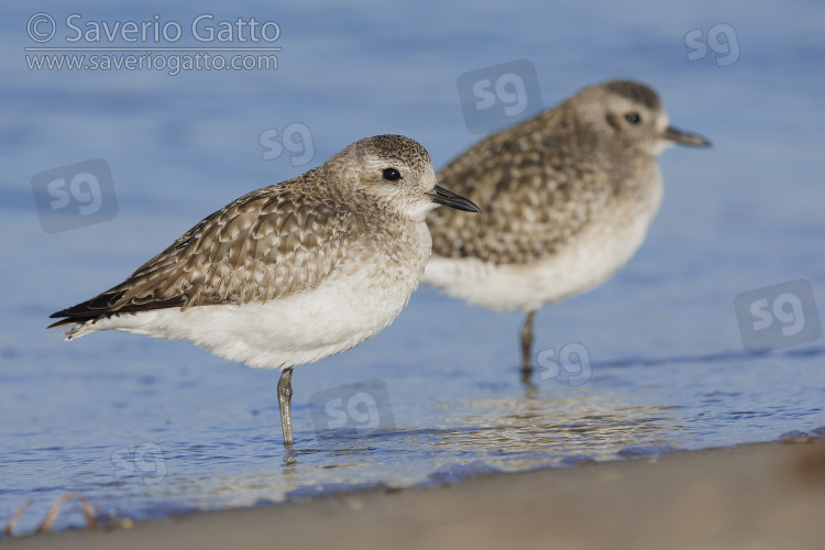 Grey Plover, side view of two adults in winter plumage resting on the shore