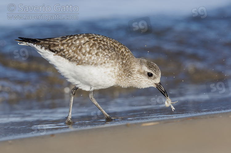 Grey Plover, side view of an individual catching a crab