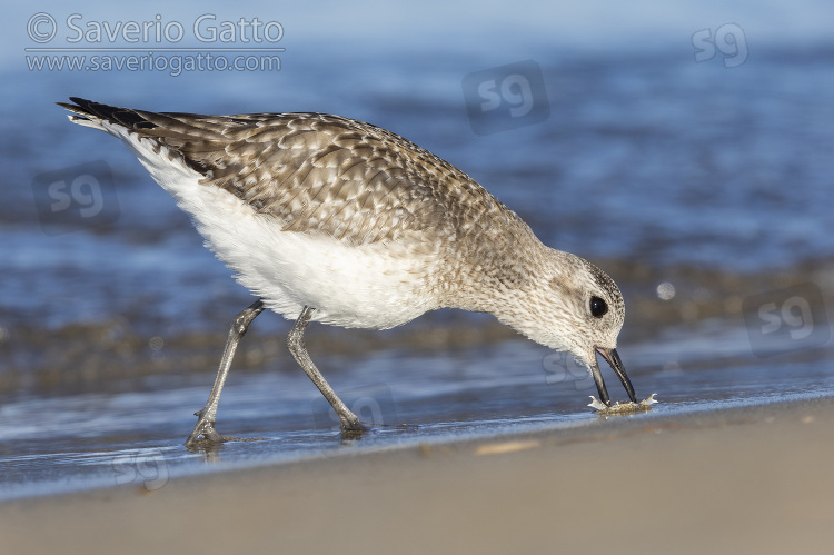 Grey Plover, side view of an individual catching a crab