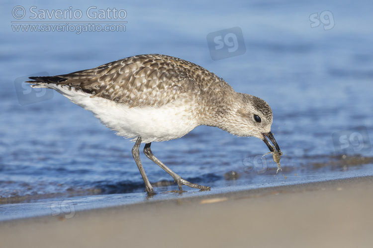 Grey Plover, side view of an individual catching a crab