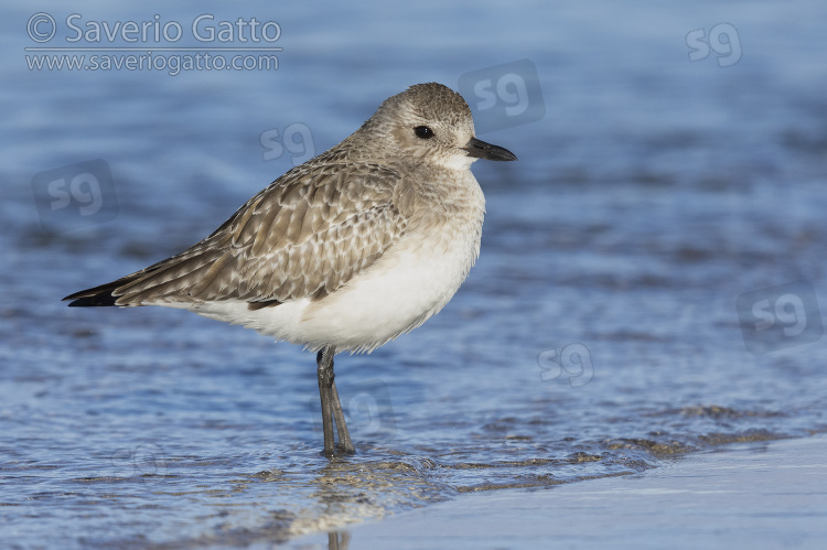 Grey Plover, side view of an adult in winter plumage standing on the shore