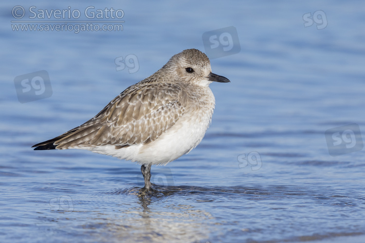 Grey Plover, side view of two adults in winter plumage standing on the shore