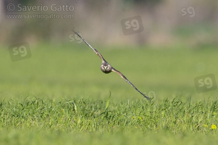 Hen Harrier, front view of a juvenile male in flight