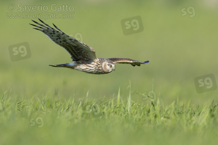 Hen Harrier, side view of a juvenile male in flight