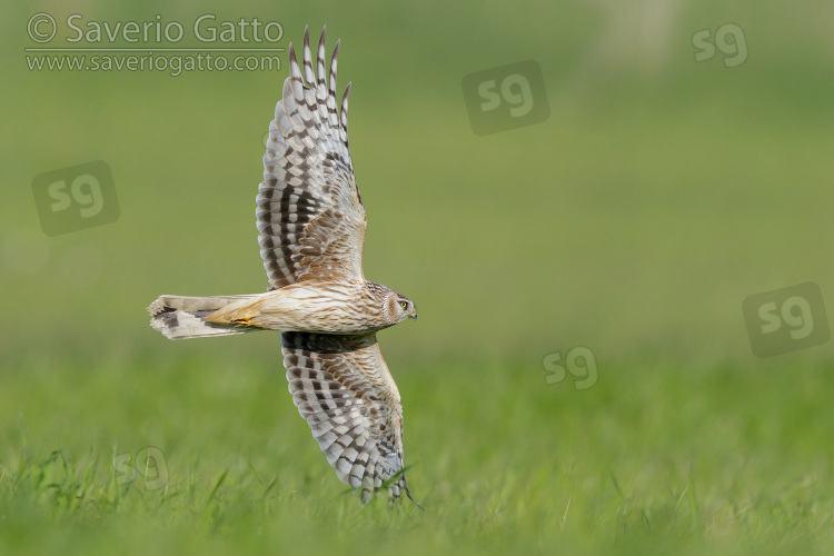 Hen Harrier, juvenile male in flight showing underparts