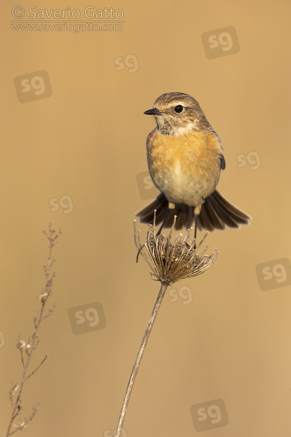 European Stonechat, front view of an adult female standing on a stem