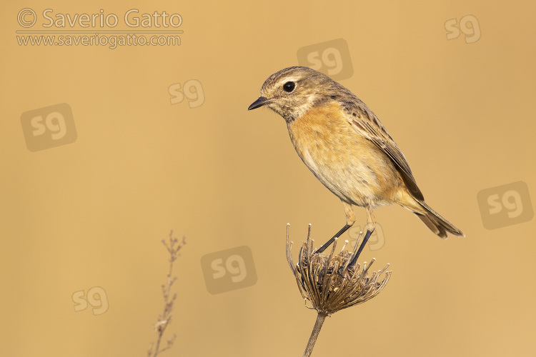 European Stonechat, side view of an adult female standing on a stem