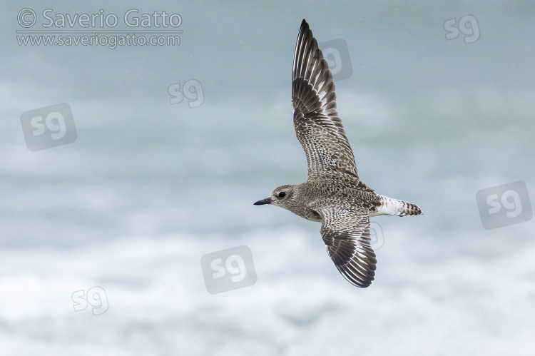 Pivieressa, individuo in volo sul mare