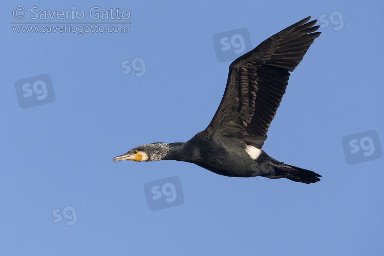 Great Cormorant, side view of an adult in flight