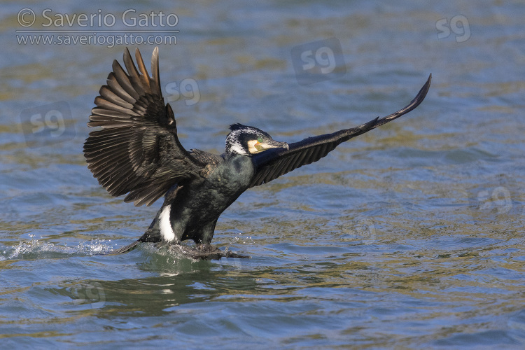 Cormorano, adulto in atterraggio sull'acqua