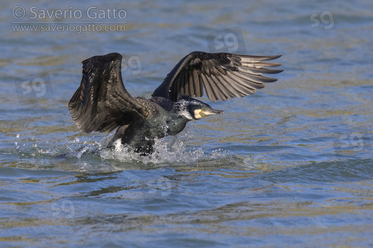 Great Cormorant, adult landing on the water