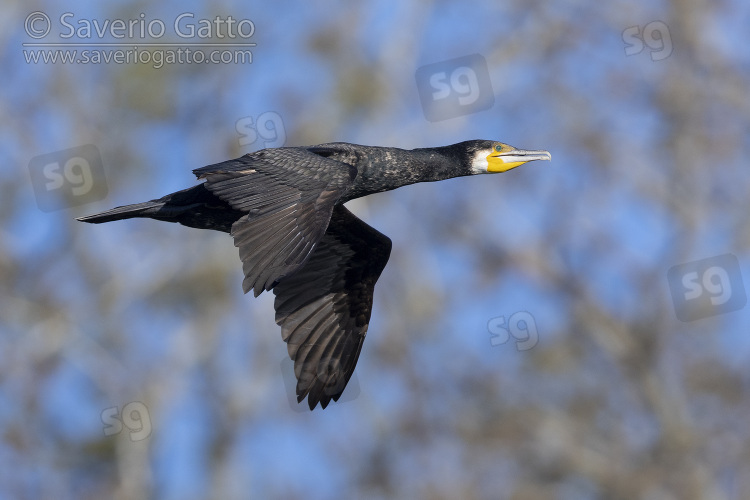 Great Cormorant, side view of an immature individual in flight