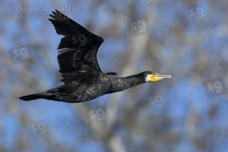 Great Cormorant, side view of an immature individual in flight