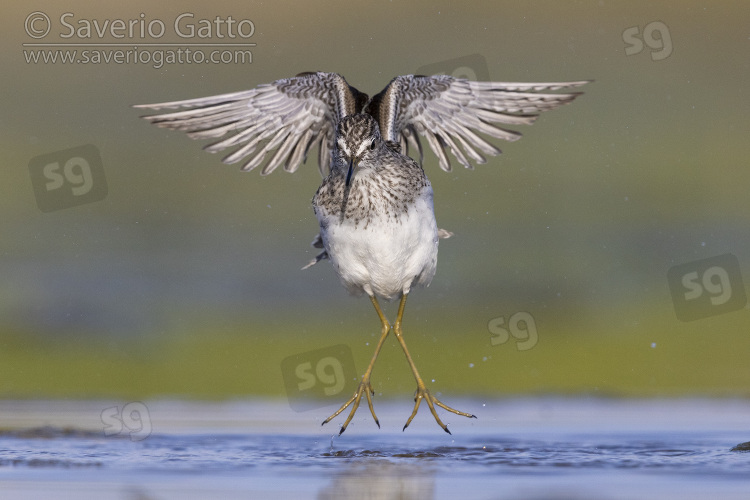 Wood Sandpiper, front view of an adult in flight