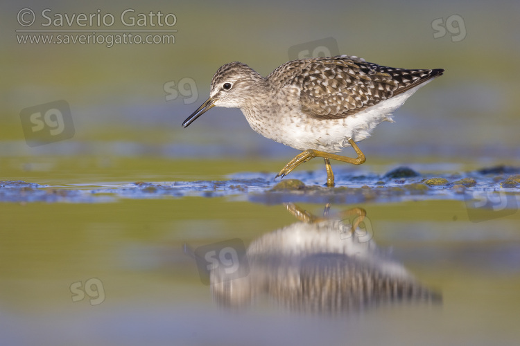 Wood Sandpiper, side view of an adult walking in the water