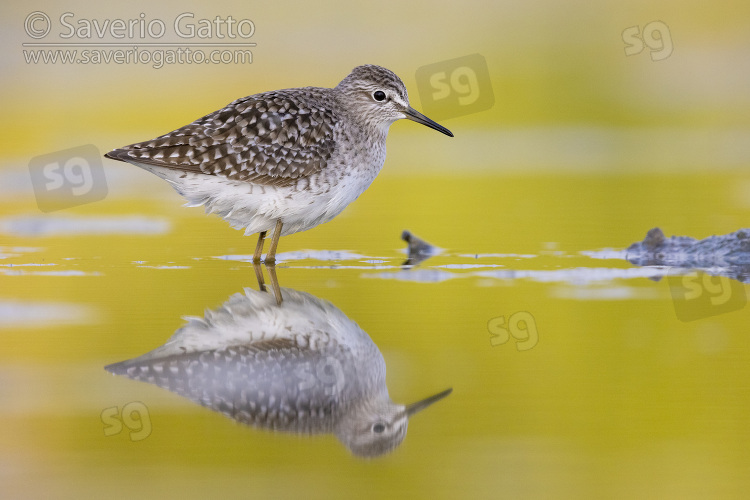 Wood Sandpiper, side view of an adult standing in the water