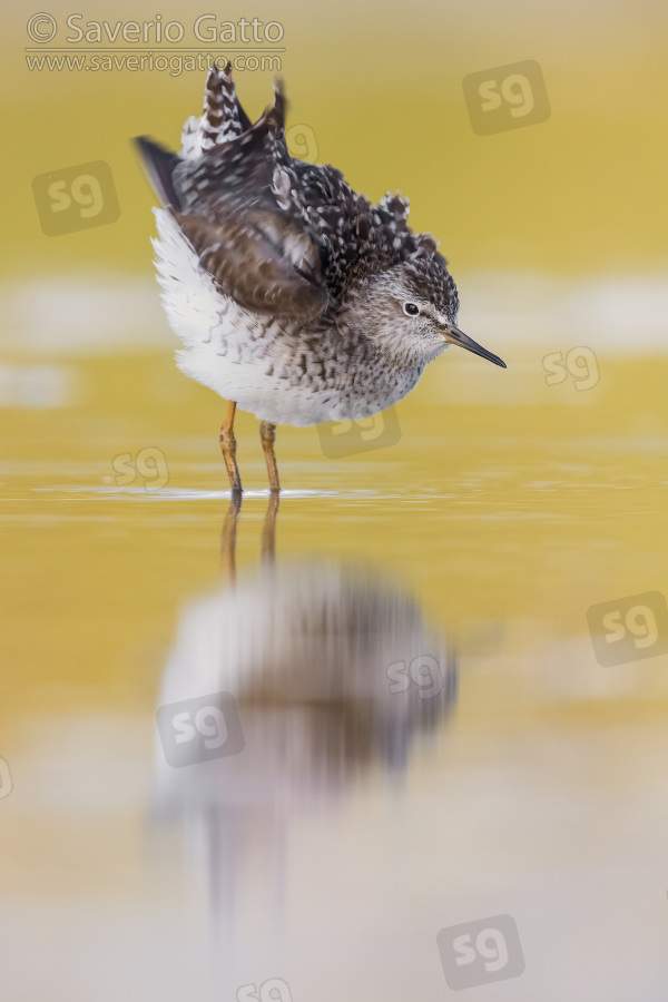 Wood Sandpiper, adult shaking its plumage