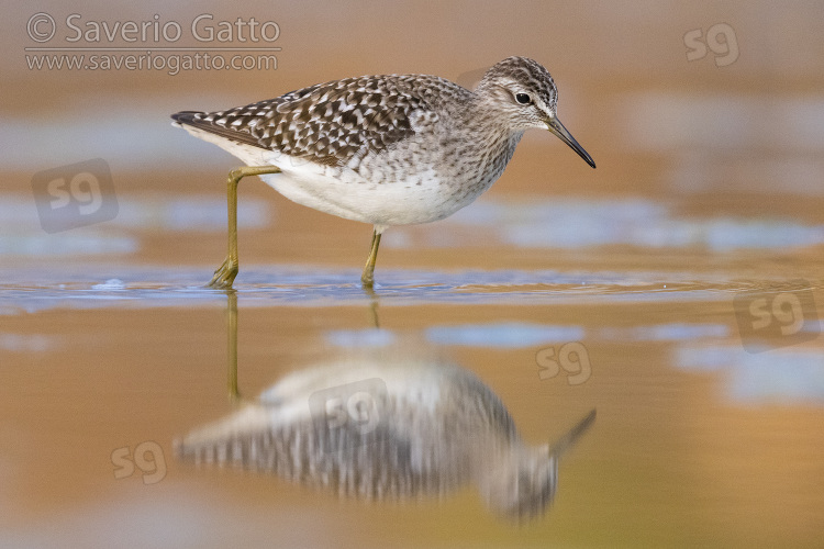 Wood Sandpiper, side view of an adult standing in the water