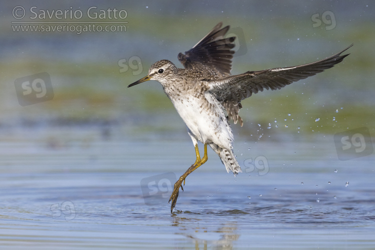 Piro piro boschereccio, adulto in volo