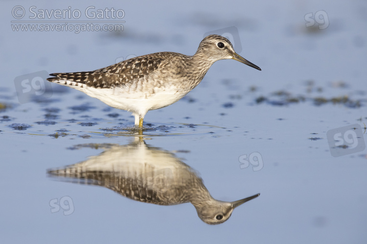 Wood Sandpiper, side view of an adult standing in the water