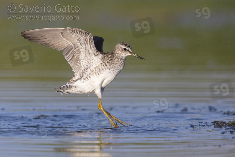 Wood Sandpiper, side view of an adult in flight