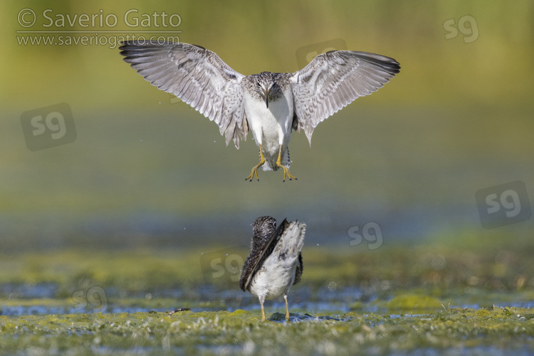 Wood Sandpiper, front view of an adult in flight