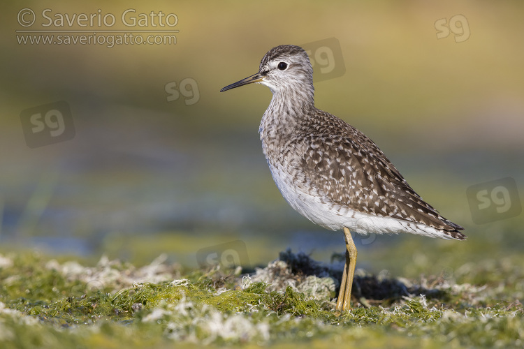 Wood Sandpiper, side view of an adult standing on the ground