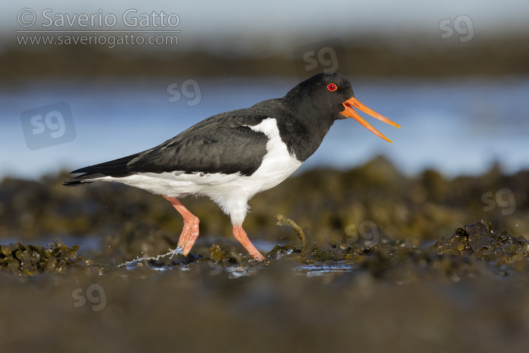 Eurasian Oystercatcher, side view of an adult walking