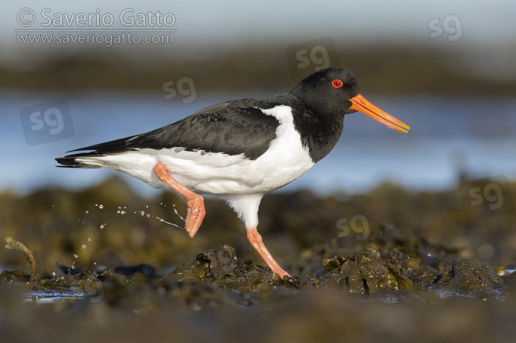 Eurasian Oystercatcher, side view of an adult walking