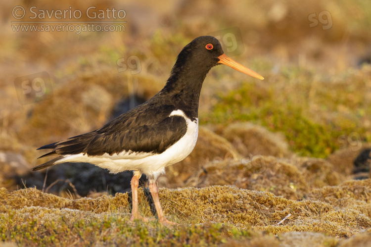 Eurasian Oystercatcher, side view of an adult standing on the ground