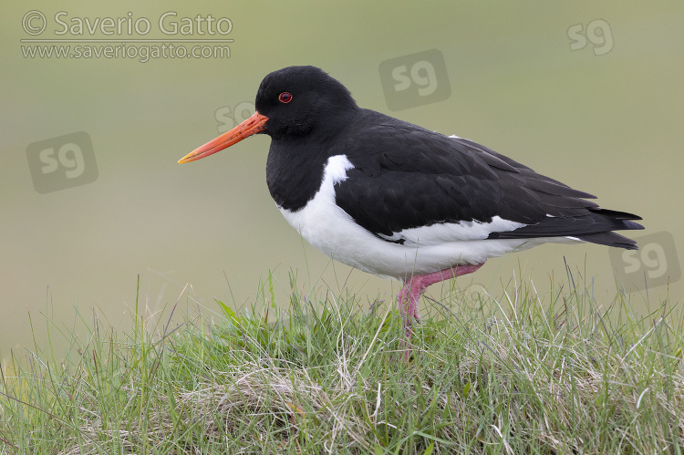 Eurasian Oystercatcher, side view of an adult standing on the ground