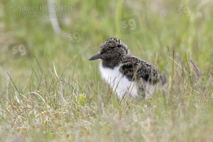 Eurasian Oystercatcher, chick standing on th e ground