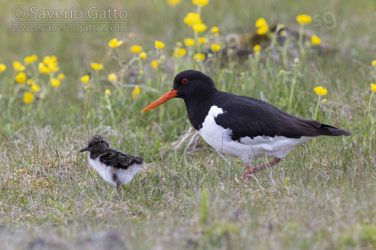 Eurasian Oystercatcher, side view of an adult standing on the ground with a chick