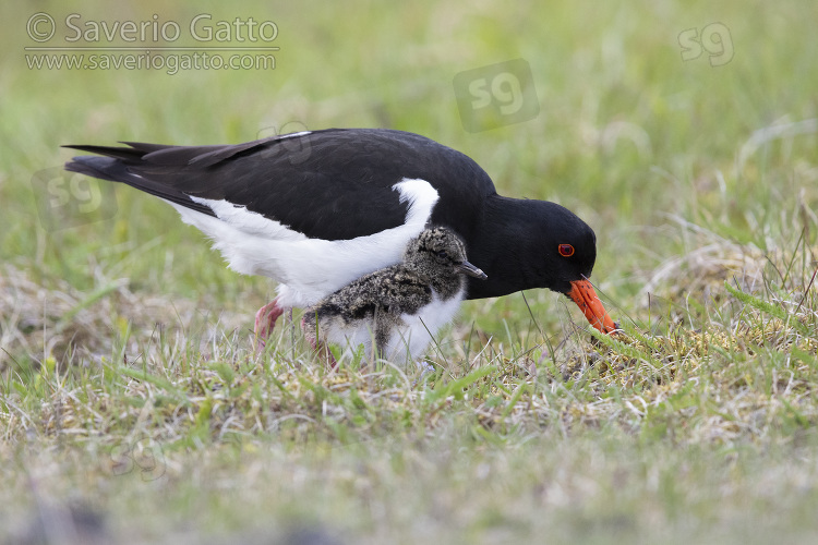 Eurasian Oystercatcher