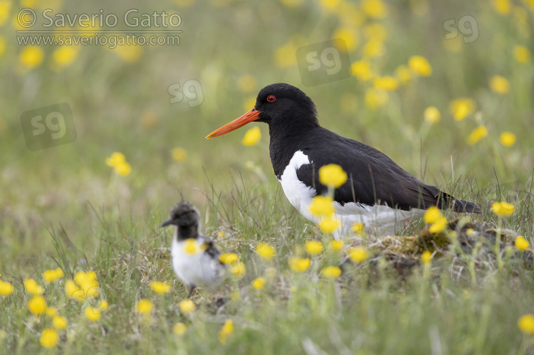 Eurasian Oystercatcher, side view of an adult standing on the ground with a chick