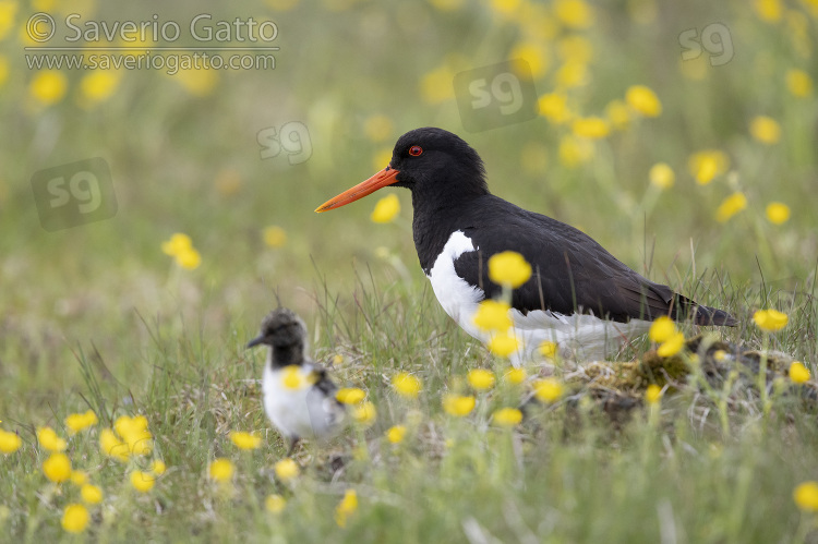 Eurasian Oystercatcher