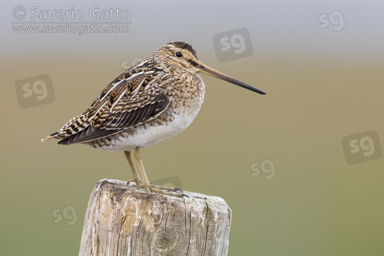 Common Snipe, side view of an adult standing on a fence post