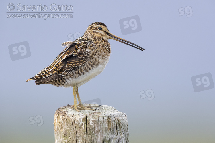 Common Snipe, side view of an adult standing on a fence post