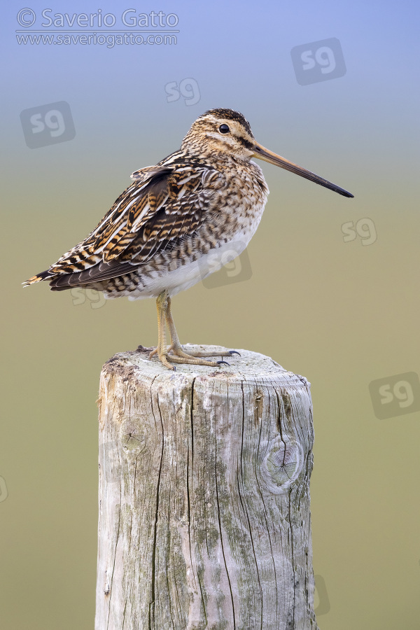 Common Snipe, side view of an adult standing on a fence post