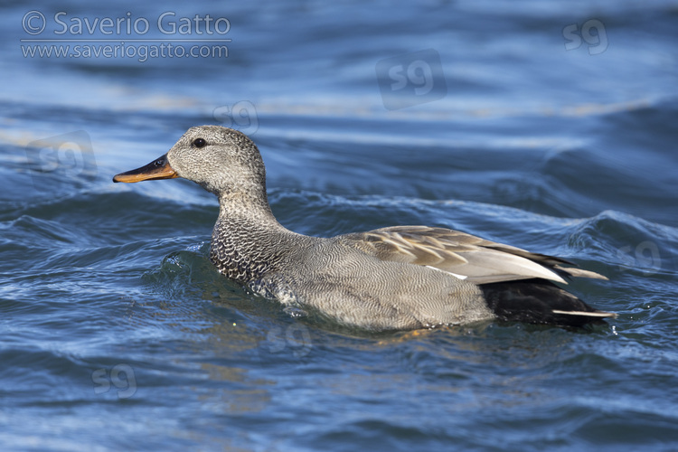Gadwall, side view of an adult male swimming in the water