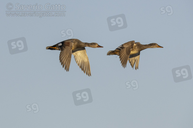 Gadwall, side view of a couple in flight