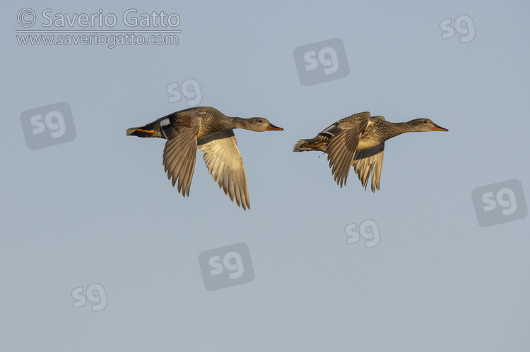 Canapiglia, coppia in volo