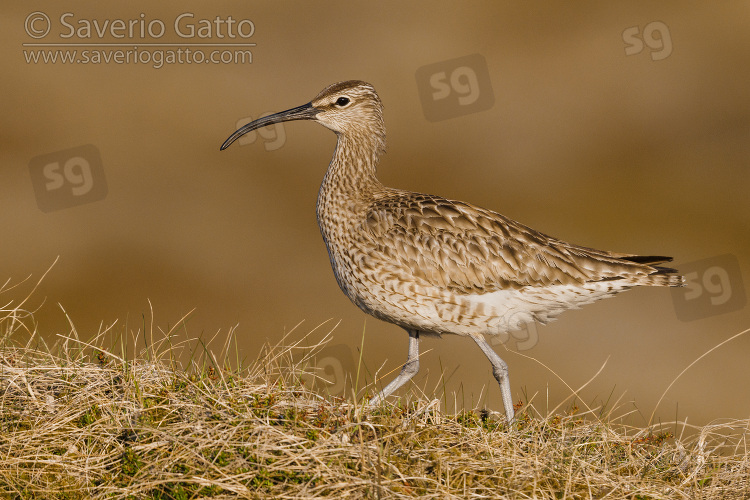 Eurasian Whimbrel, side view of an adult standing on the ground